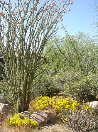 Native desert plants surviving in Scottsdale's NAOS