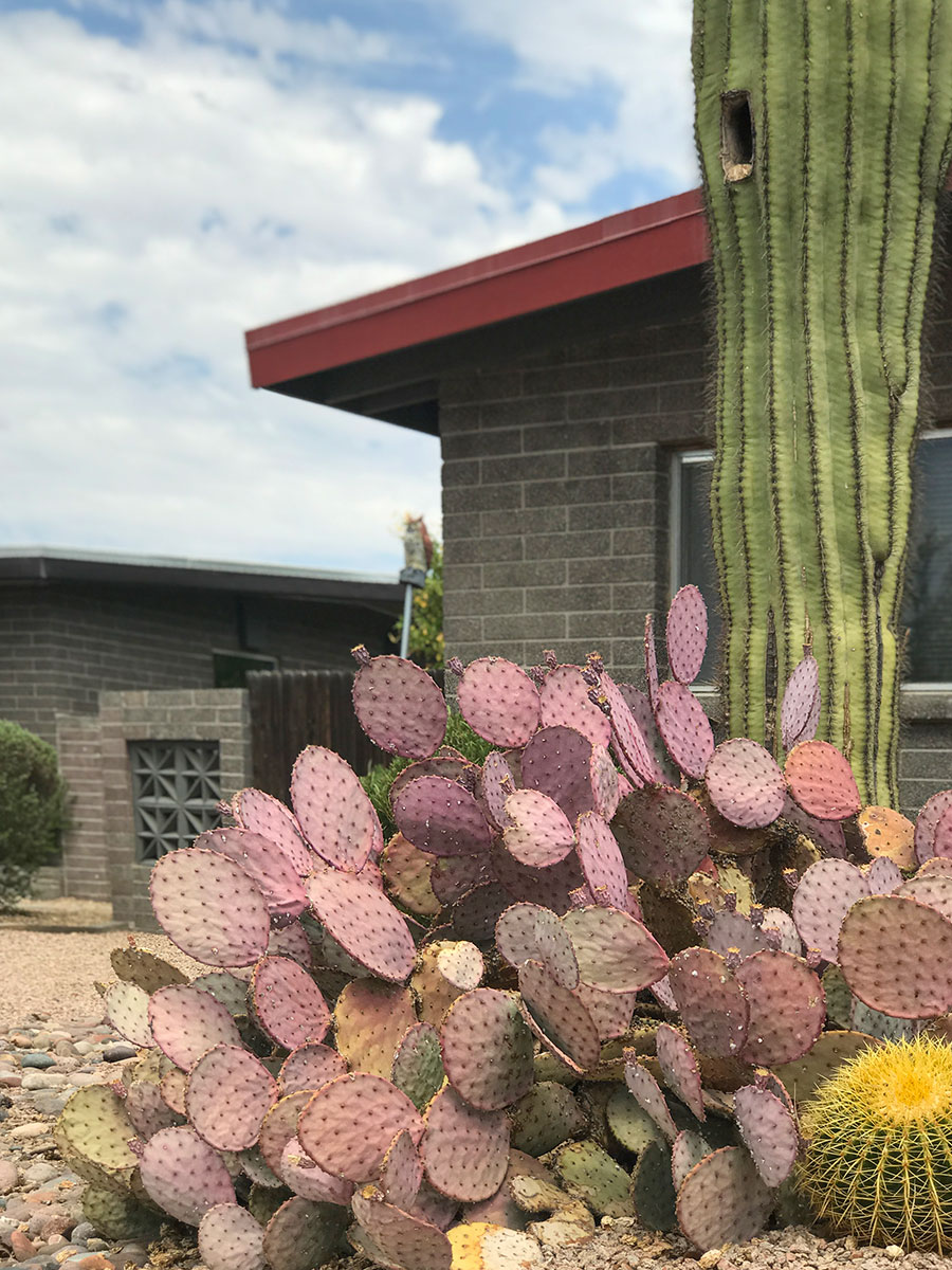 Town and Country Paradise homes by Ralph Haver with Fred Woodward in North Phoenix