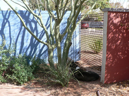 The Mather + Dye Residence on the Modern Phoenix Hometour 2007