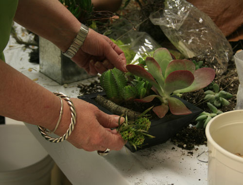 Cactus and Succulents as Living Structures as Living Sculpture workshop by the Green Room on the Modern Phoenix Week 2008