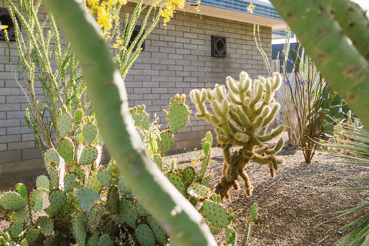 The Prickly Pear Residence on the Modern Phoenix Home Tour 2017