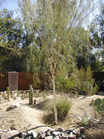 One of Thomas Park's favorite landscaping design touches, the Acacia Willardiana aka Palo Blanco