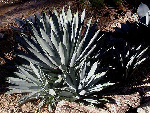 One of Thomas Park's favorite landscaping design touches, the Agave Macroacantha
