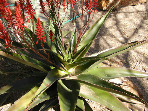One of Thomas Park's favorite landscaping design touches, the Aloe Vaombe