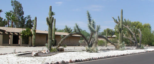 A background on landscaping in the Phoenix desert