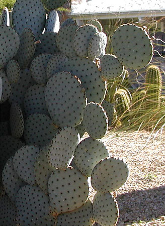 Textural garden highlights to use in outdoor desert spaces