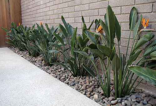 Textural garden highlights to use in outdoor desert spaces