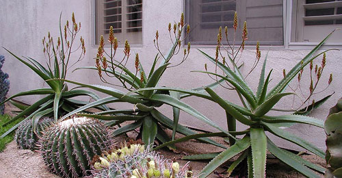 Xerophytic Design's Process in desert landscaping