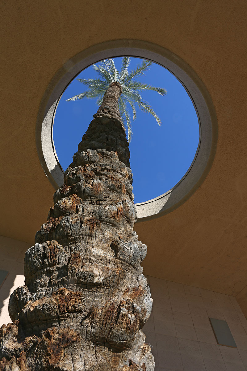 Scottsdale Palms by Kim Perina